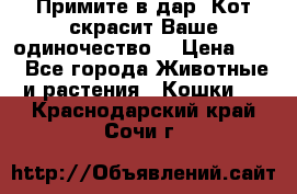 Примите в дар. Кот скрасит Ваше одиночество. › Цена ­ 0 - Все города Животные и растения » Кошки   . Краснодарский край,Сочи г.